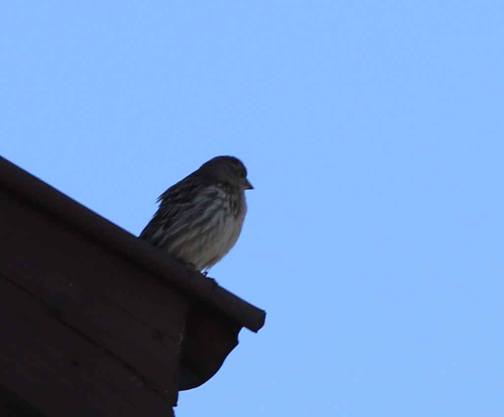 Rock Sparrow